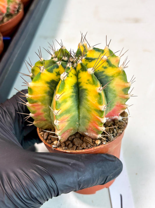 Gymnocalycium Mihanovichii (gy10) (p1) | Imported Plants