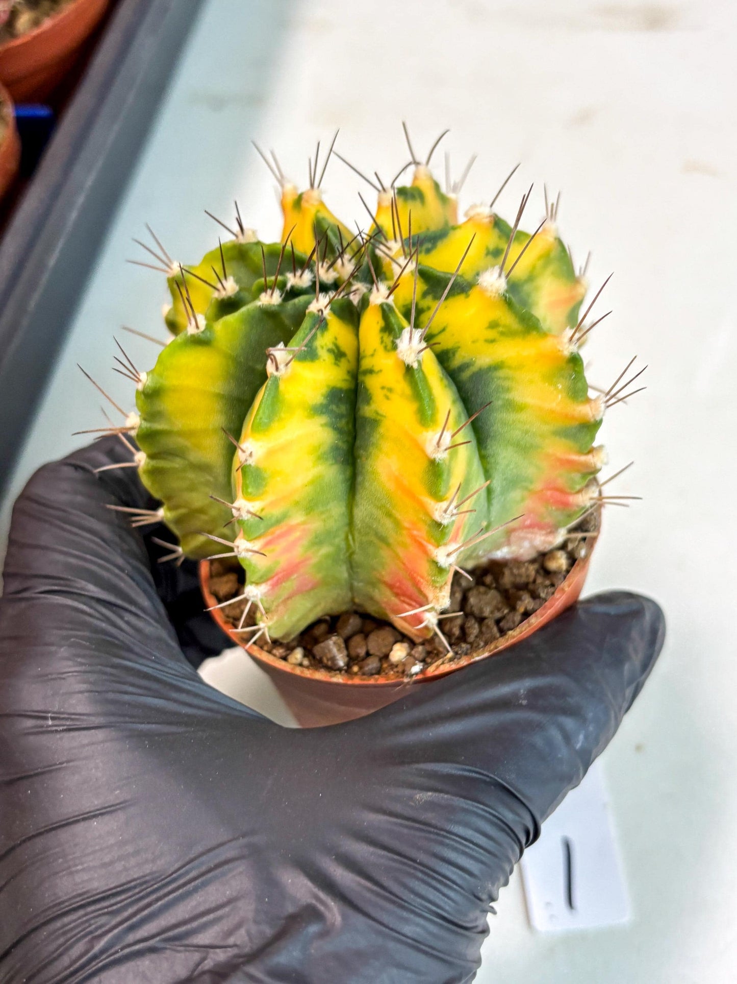 Gymnocalycium Mihanovichii (gy10) (p1) | Imported Plants