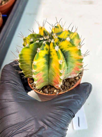Gymnocalycium Mihanovichii (gy10) (p1) | Imported Plants