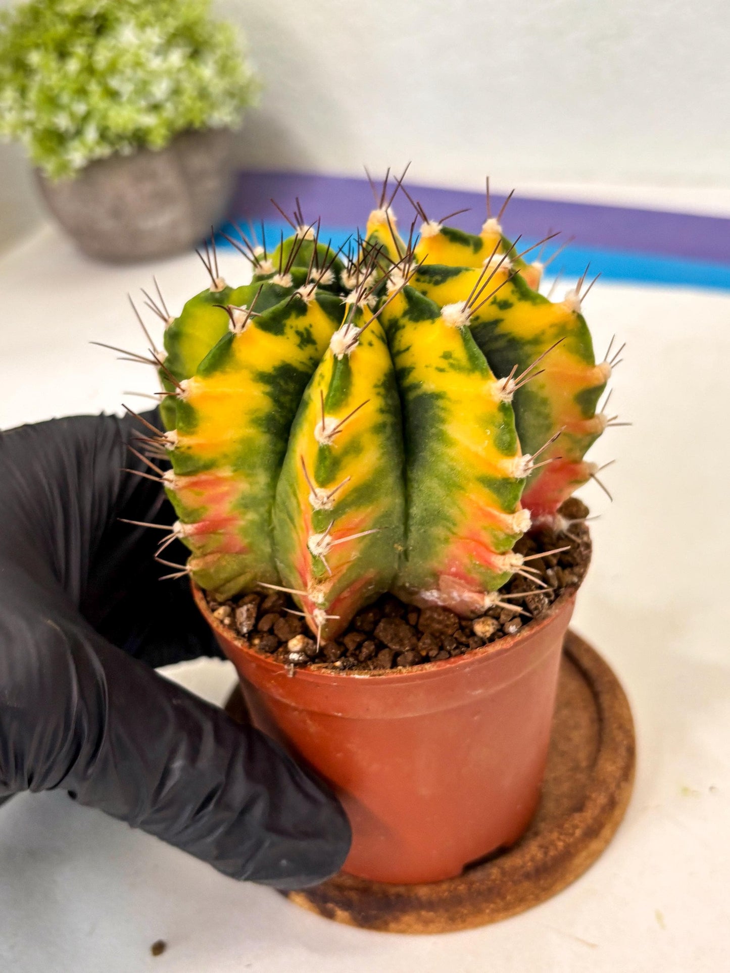 Gymnocalycium Mihanovichii (gy10) (p1) | Imported Plants