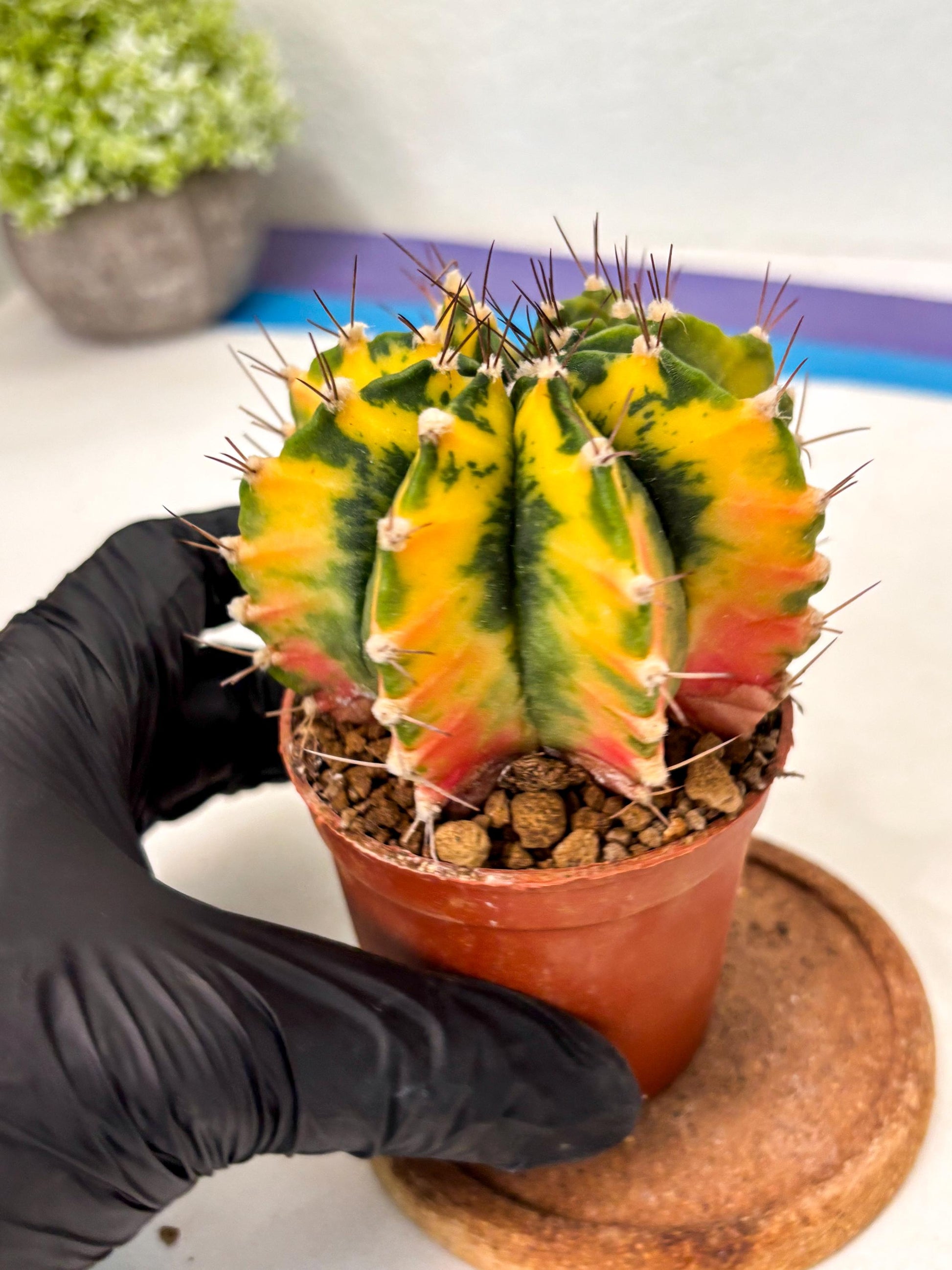 Gymnocalycium Mihanovichii (gy10) (p1) | Imported Plants