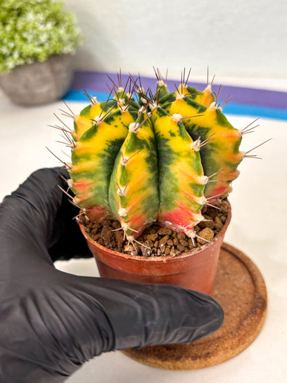 Gymnocalycium Mihanovichii (gy10) (p1) | Imported Plants
