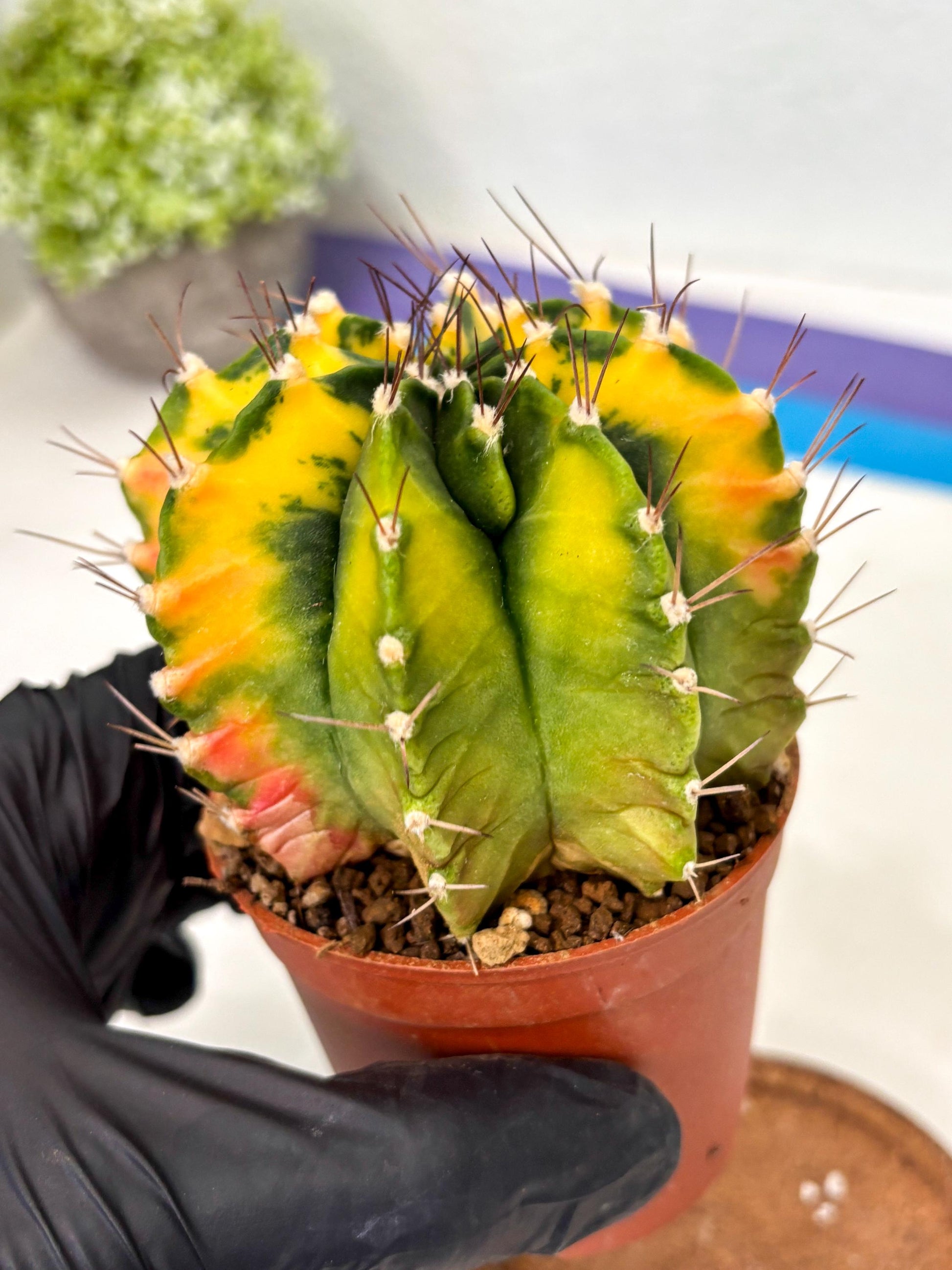 Gymnocalycium Mihanovichii (gy10) (p1) | Imported Plants