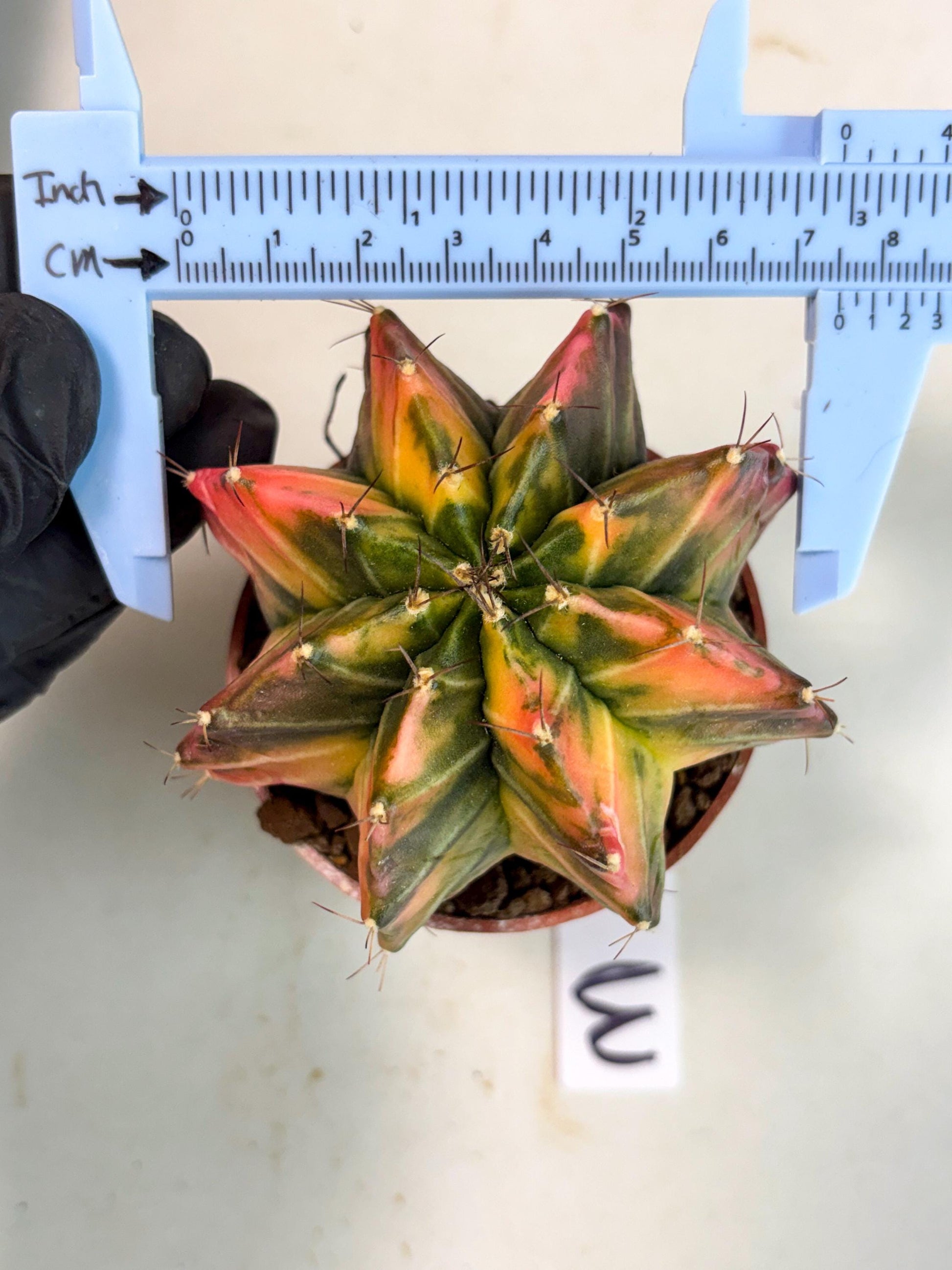 Gymnocalycium Mihanovichii (gy10) (p3) | Imported Plants