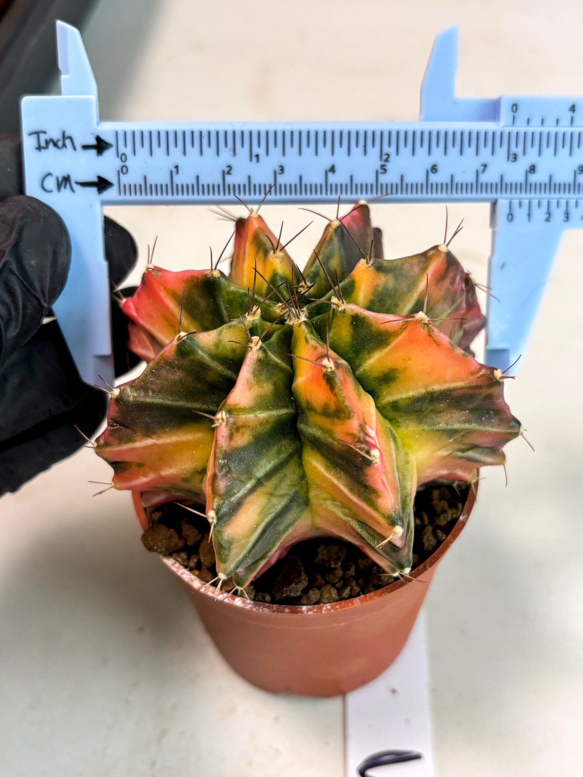 Gymnocalycium Mihanovichii (gy10) (p3) | Imported Plants