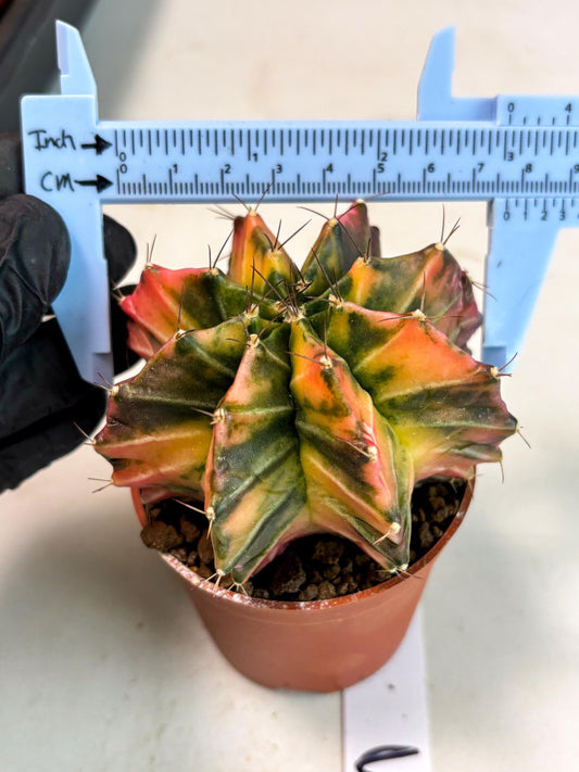 Gymnocalycium Mihanovichii (gy10) (p3) | Imported Plants