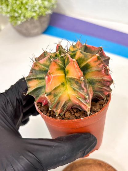 Gymnocalycium Mihanovichii (gy10) (p3) | Imported Plants