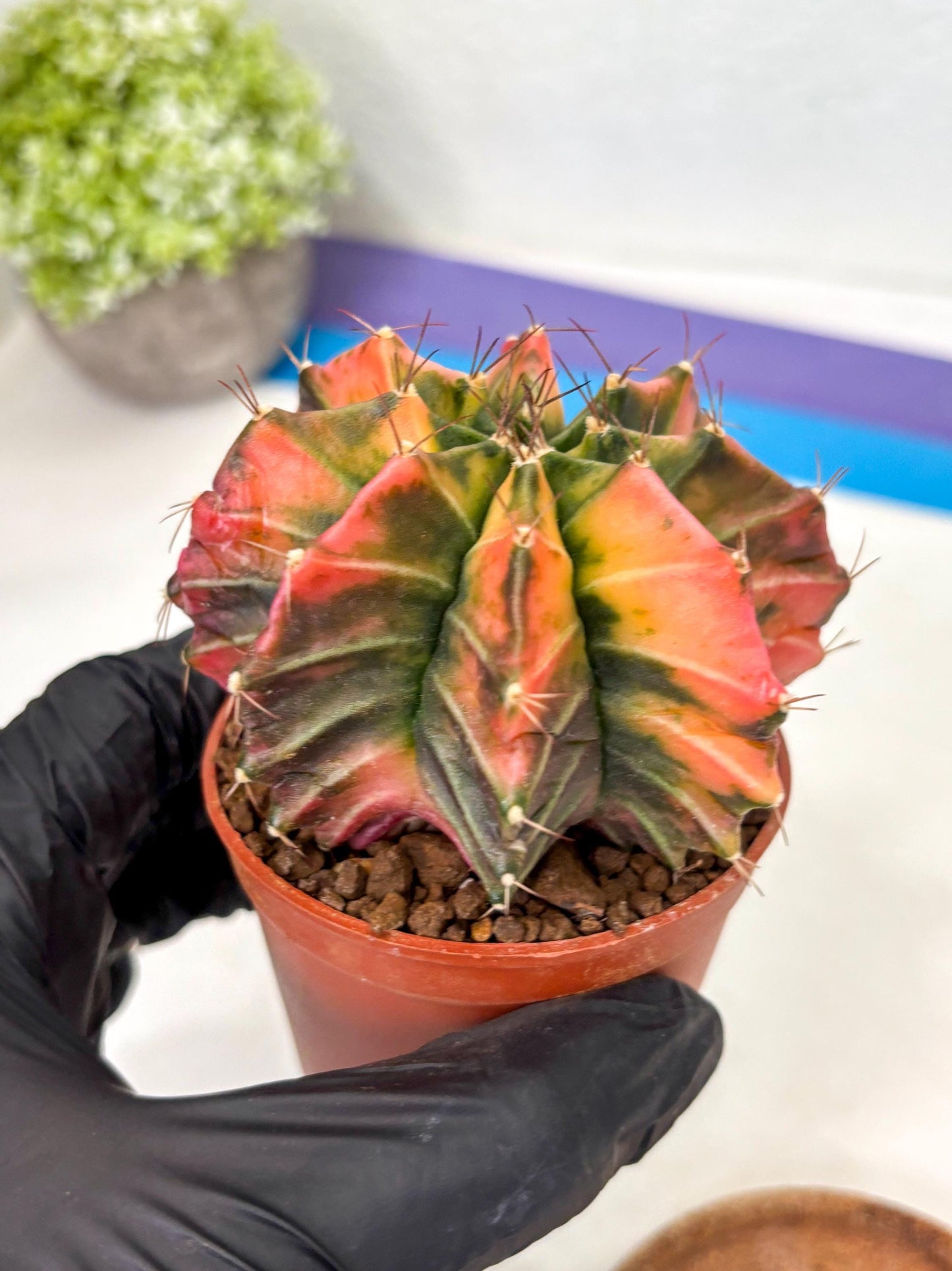 Gymnocalycium Mihanovichii (gy10) (p3) | Imported Plants