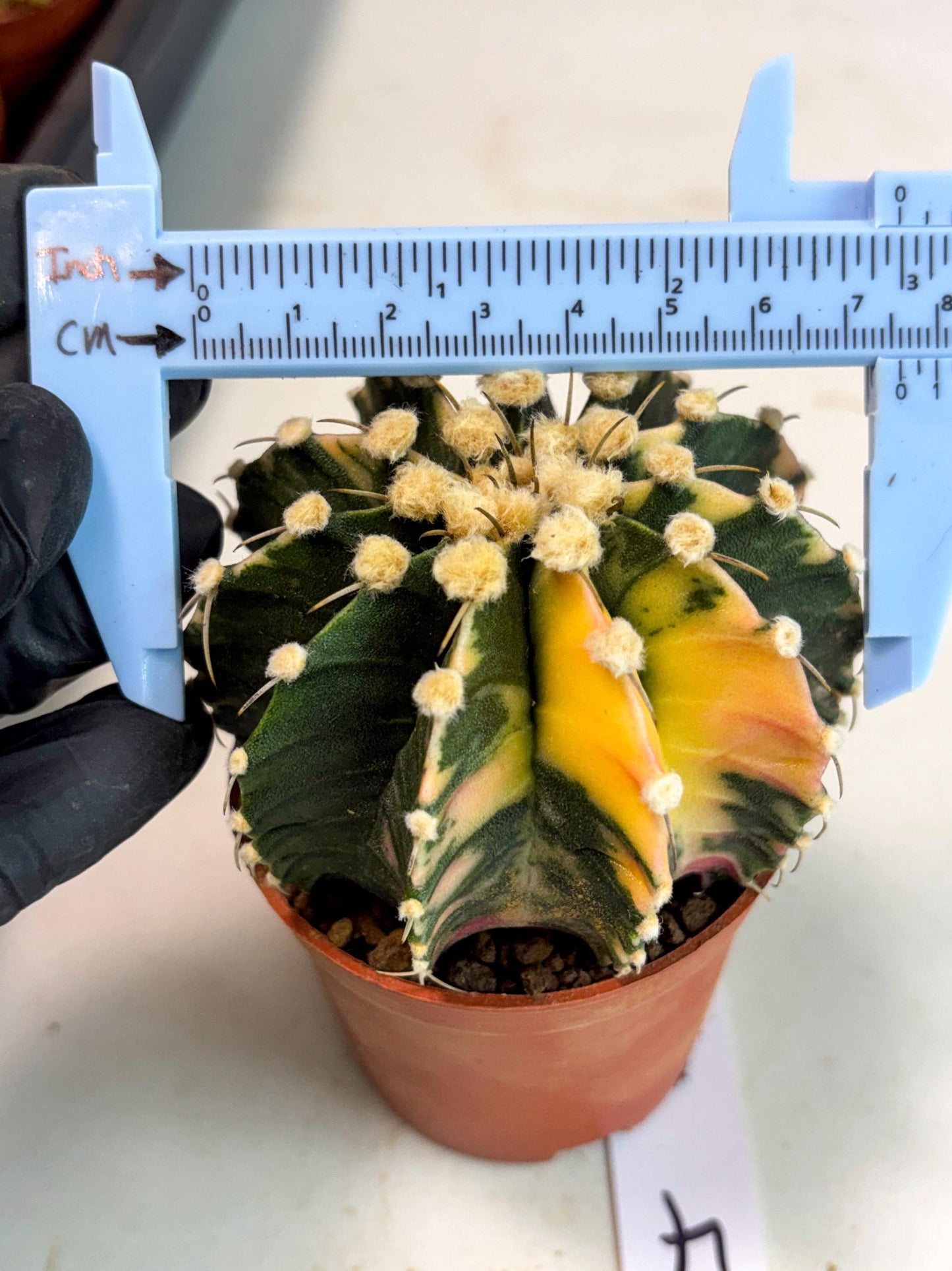 Gymnocalycium Mihanovichii (gy10) (p4) | Imported Plants