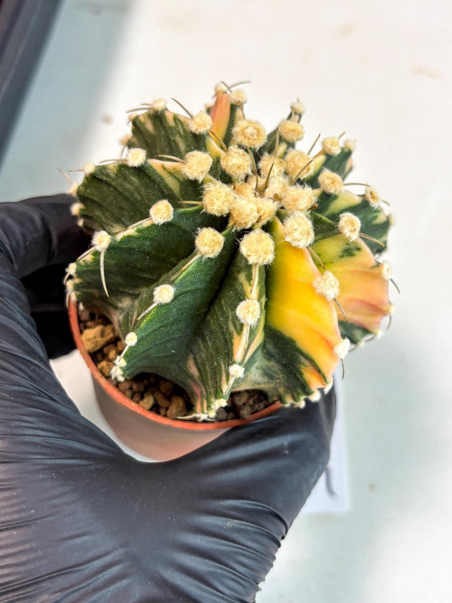 Gymnocalycium Mihanovichii (gy10) (p4) | Imported Plants