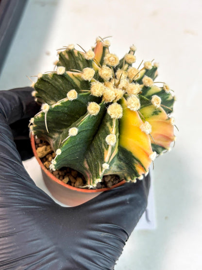 Gymnocalycium Mihanovichii (gy10) (p4) | Imported Plants