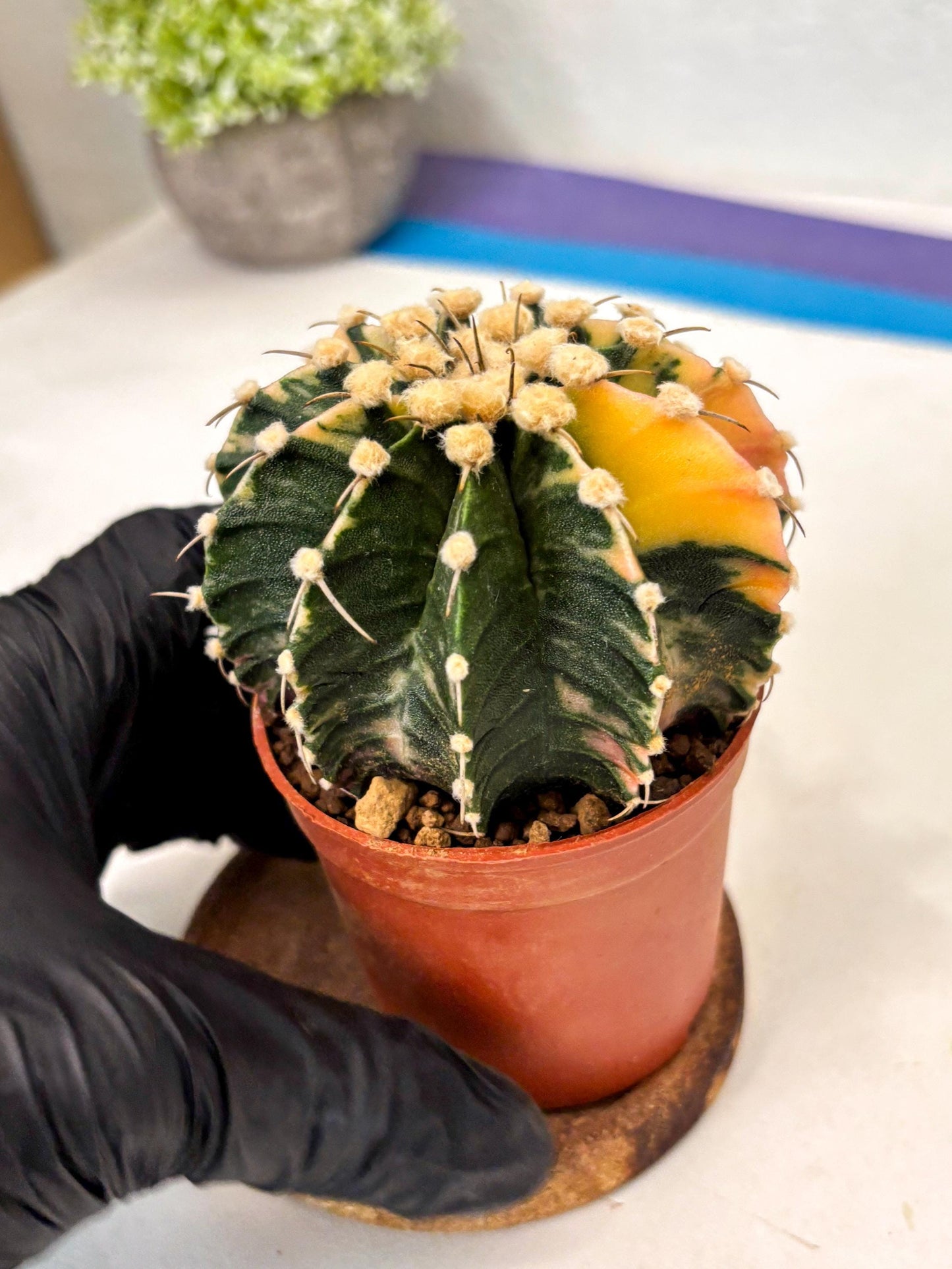 Gymnocalycium Mihanovichii (gy10) (p4) | Imported Plants