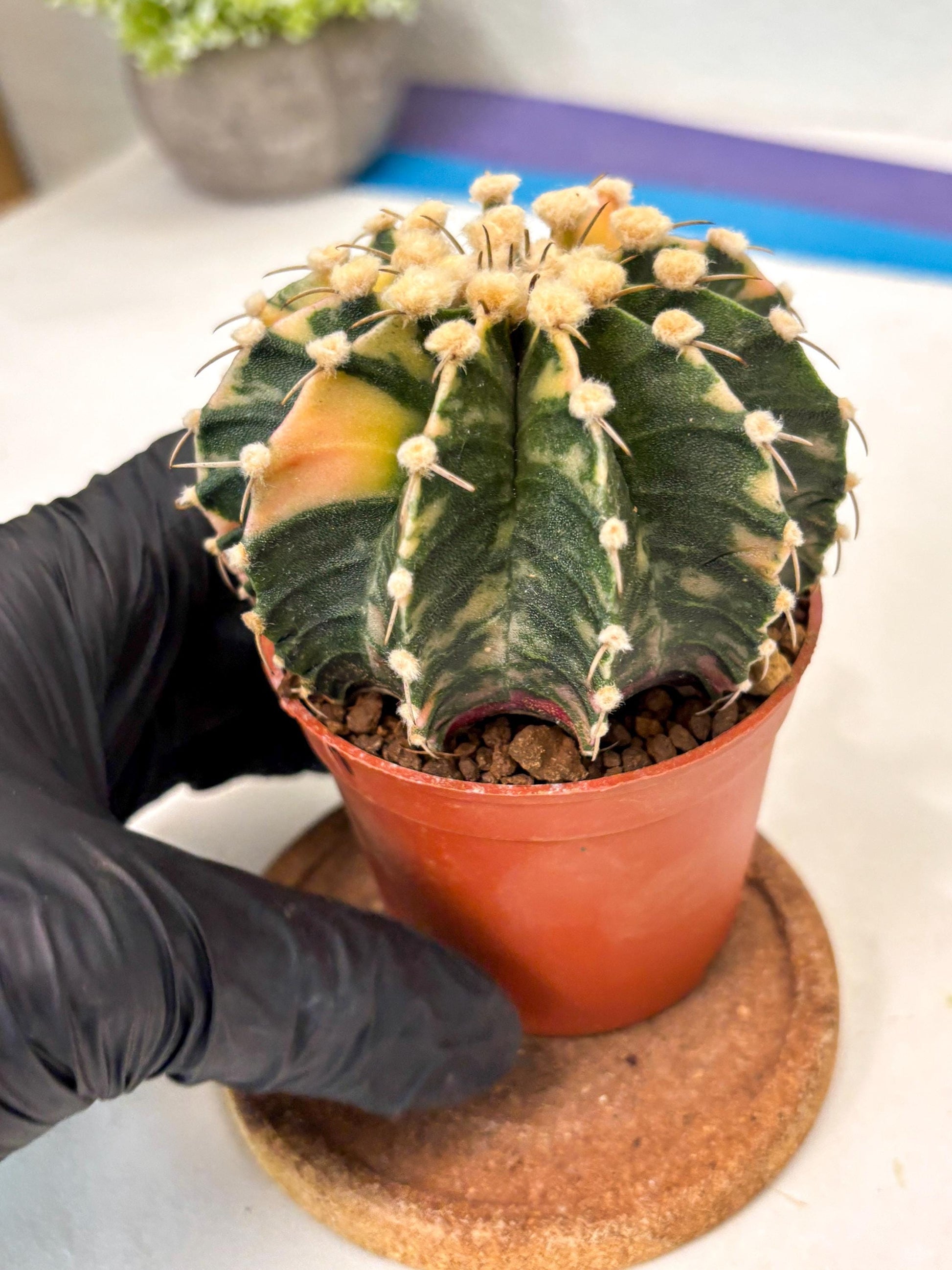 Gymnocalycium Mihanovichii (gy10) (p4) | Imported Plants