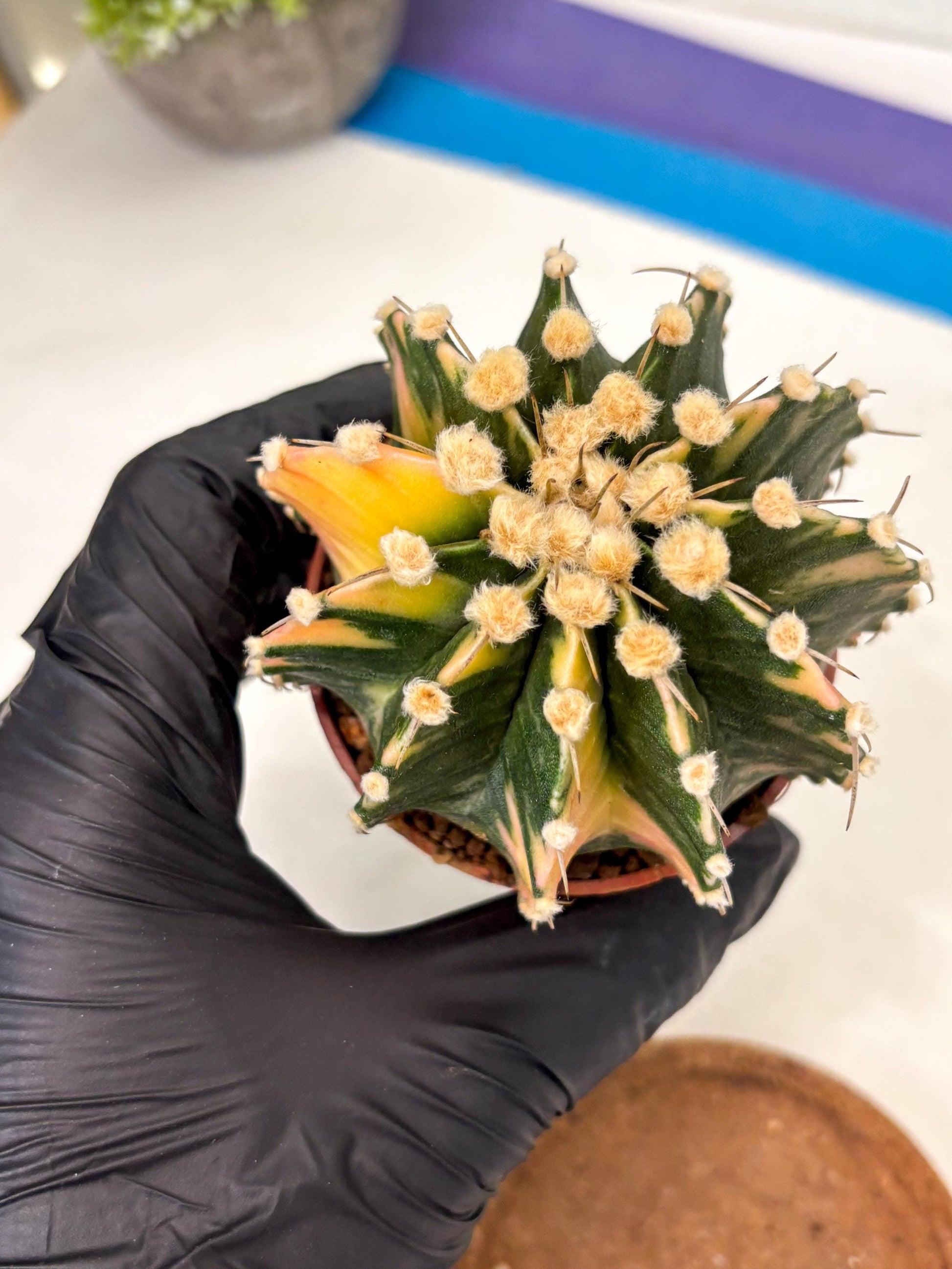 Gymnocalycium Mihanovichii (gy10) (p4) | Imported Plants