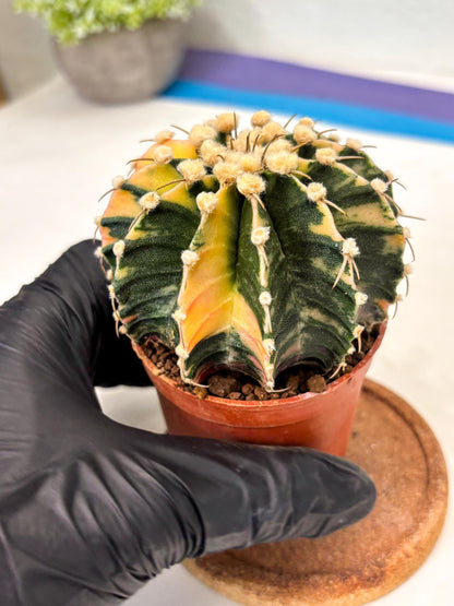 Gymnocalycium Mihanovichii (gy10) (p4) | Imported Plants