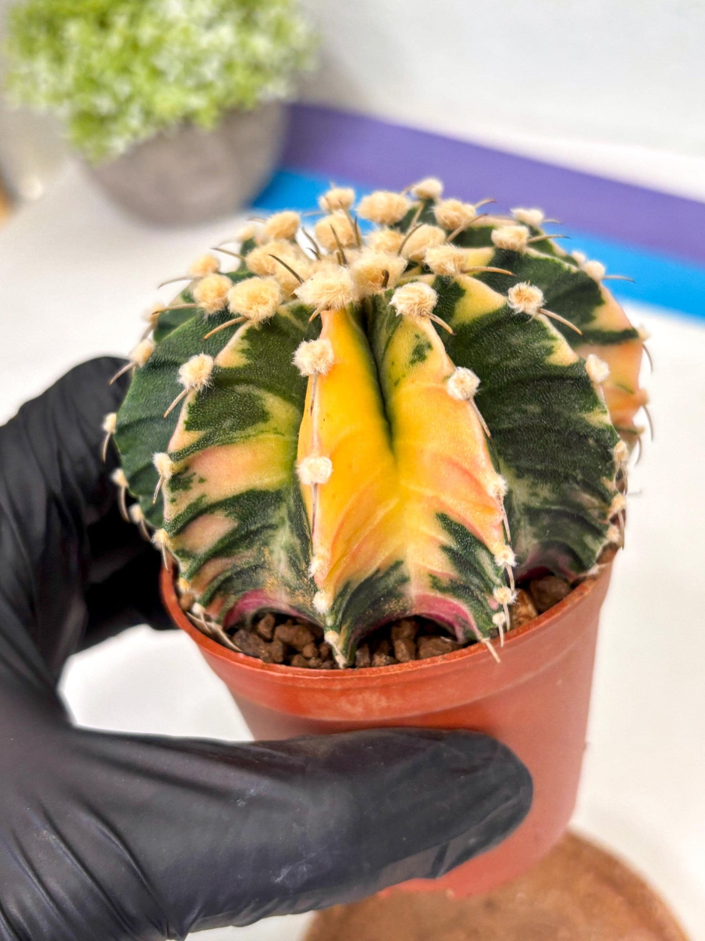 Gymnocalycium Mihanovichii (gy10) (p4) | Imported Plants