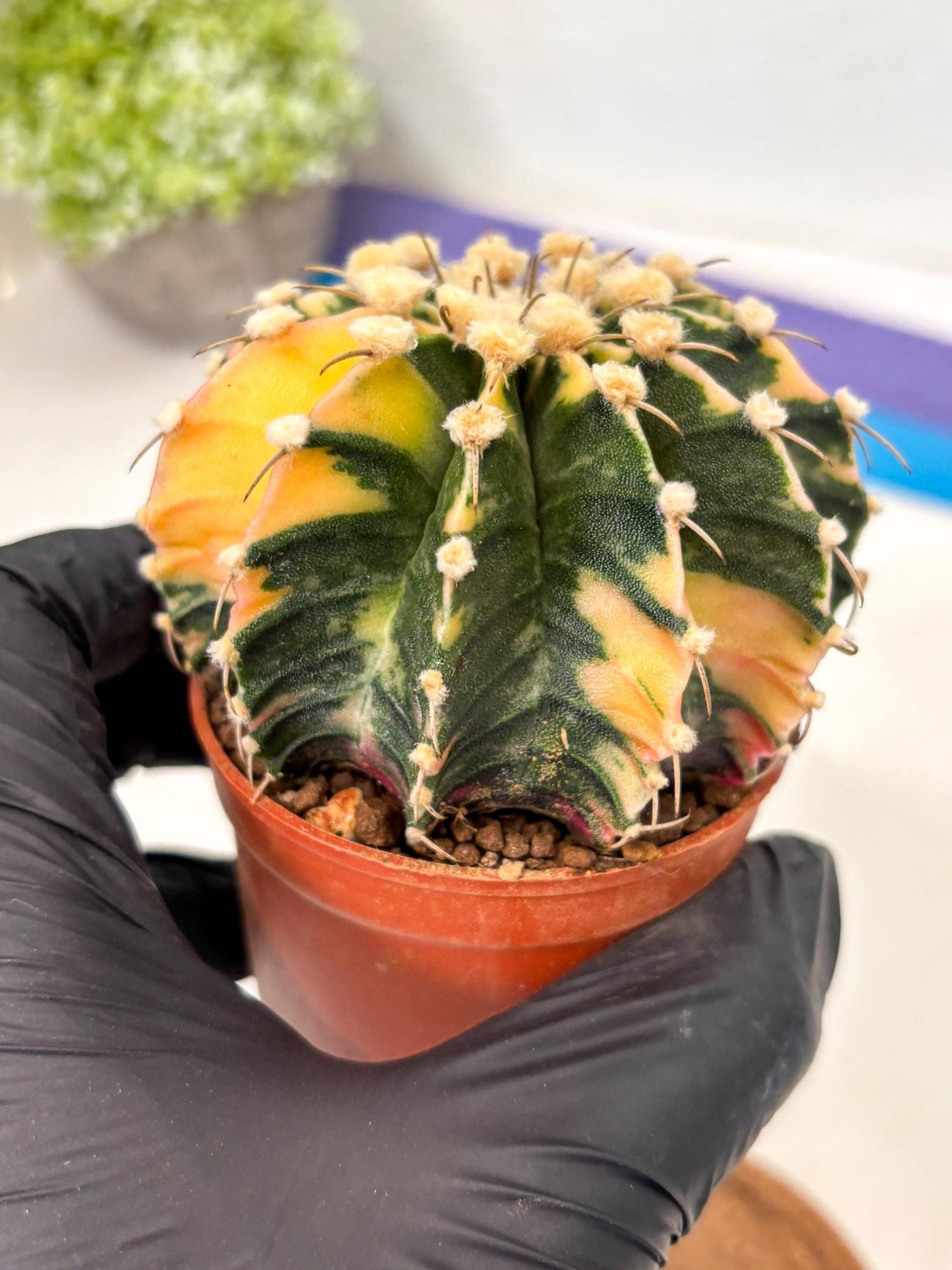 Gymnocalycium Mihanovichii (gy10) (p4) | Imported Plants