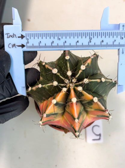 Gymnocalycium Mihanovichii (gy10) (p5) | Imported Plants