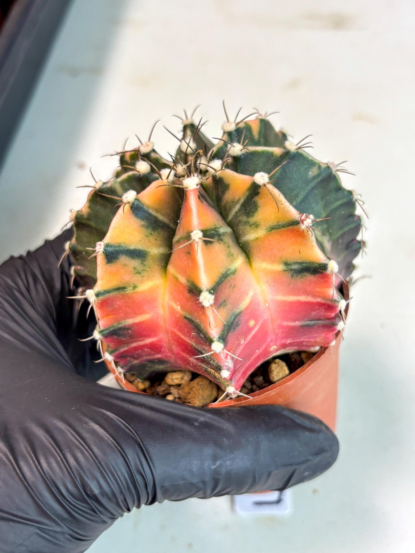 Gymnocalycium Mihanovichii (gy10) (p5) | Imported Plants