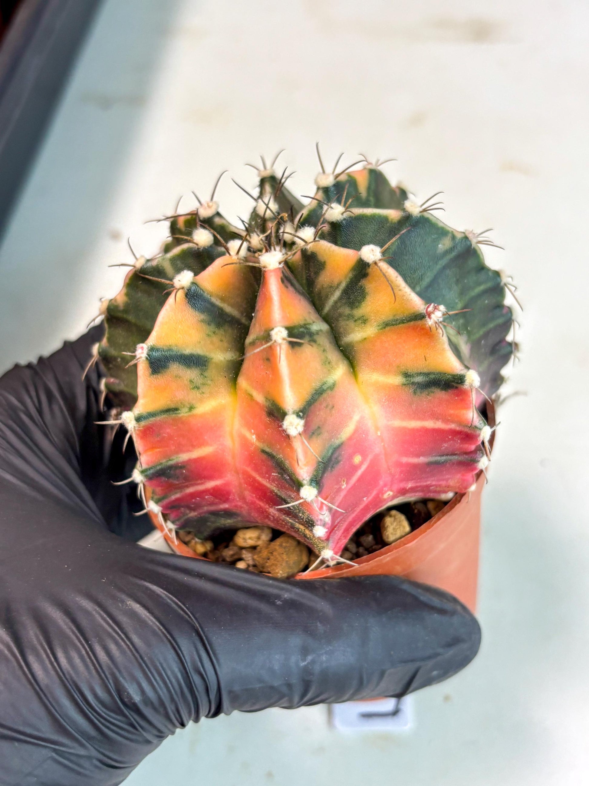 Gymnocalycium Mihanovichii (gy10) (p5) | Imported Plants