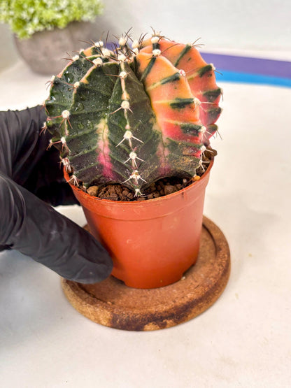 Gymnocalycium Mihanovichii (gy10) (p5) | Imported Plants
