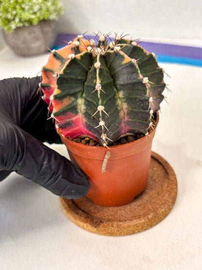 Gymnocalycium Mihanovichii (gy10) (p5) | Imported Plants