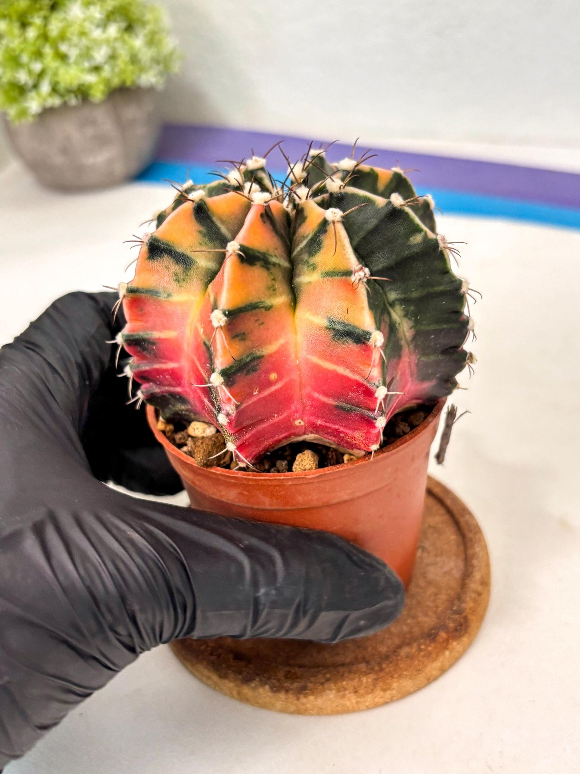 Gymnocalycium Mihanovichii (gy10) (p5) | Imported Plants