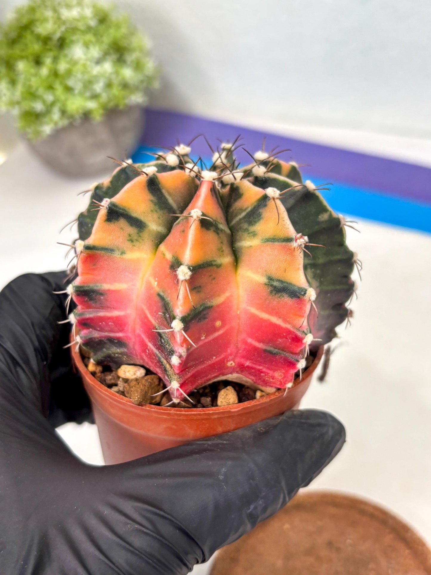 Gymnocalycium Mihanovichii (gy10) (p5) | Imported Plants