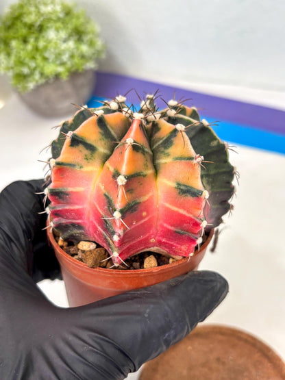 Gymnocalycium Mihanovichii (gy10) (p5) | Imported Plants