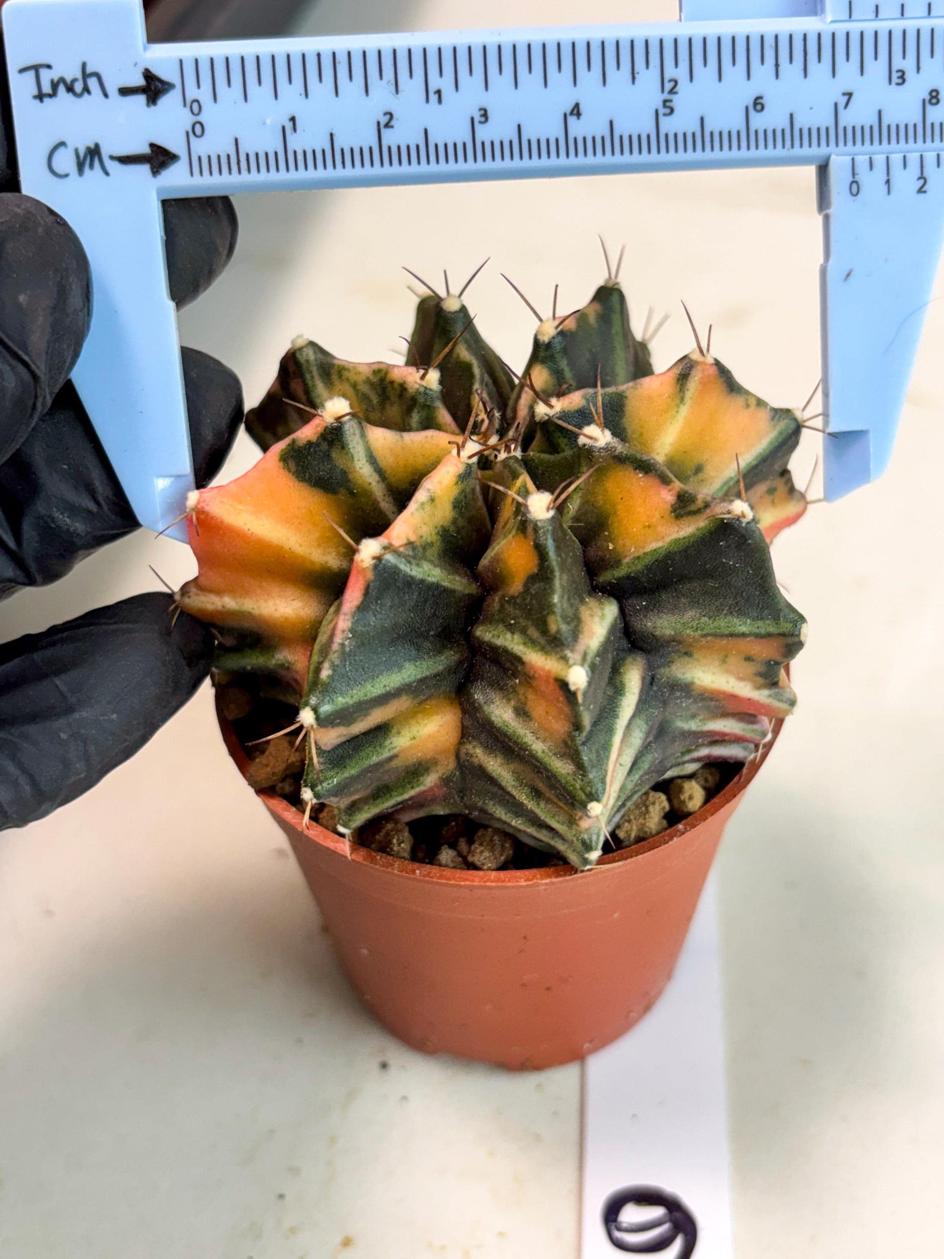 Gymnocalycium Mihanovichii (gy10) (p6) | Imported Plants