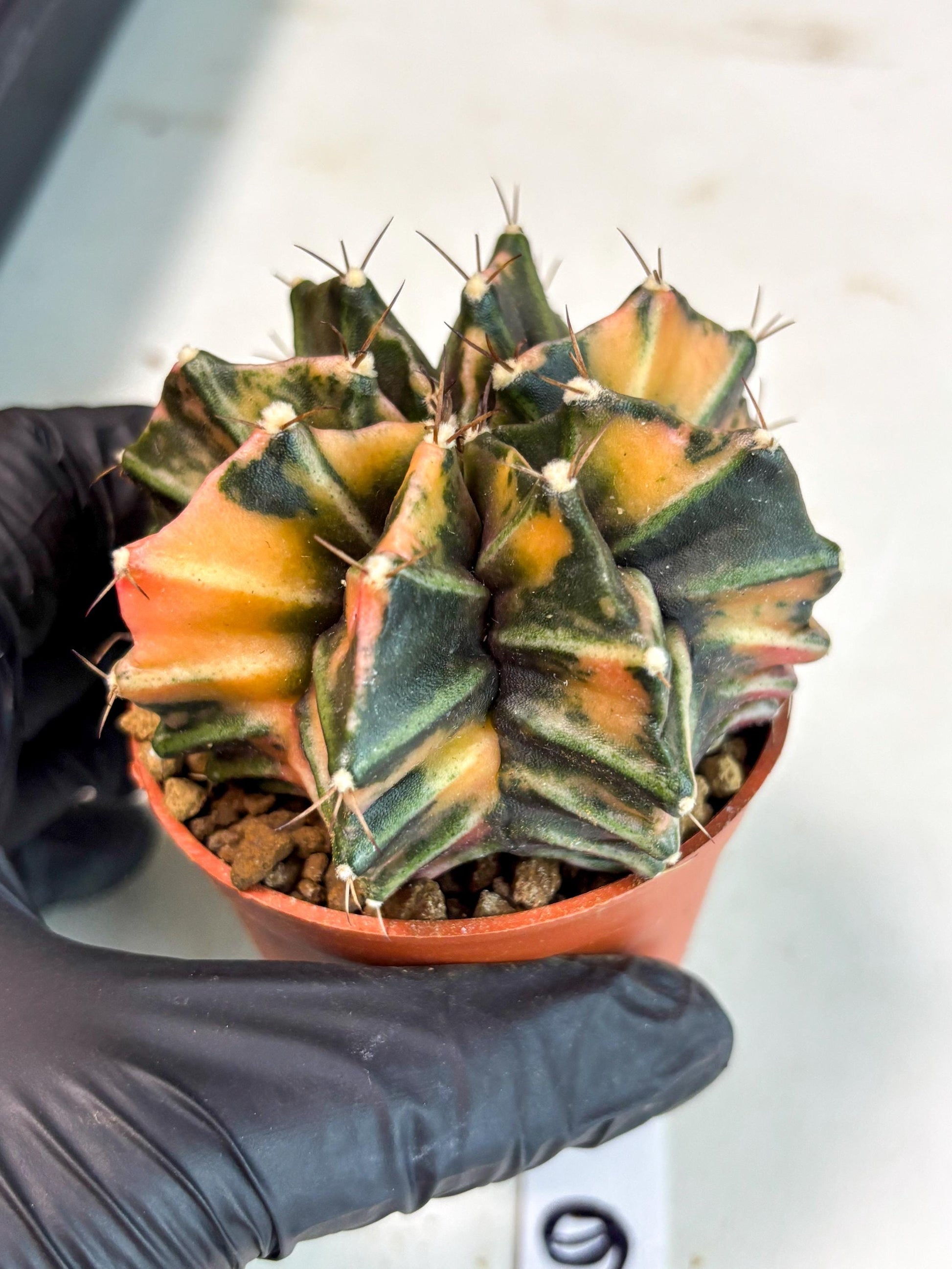 Gymnocalycium Mihanovichii (gy10) (p6) | Imported Plants