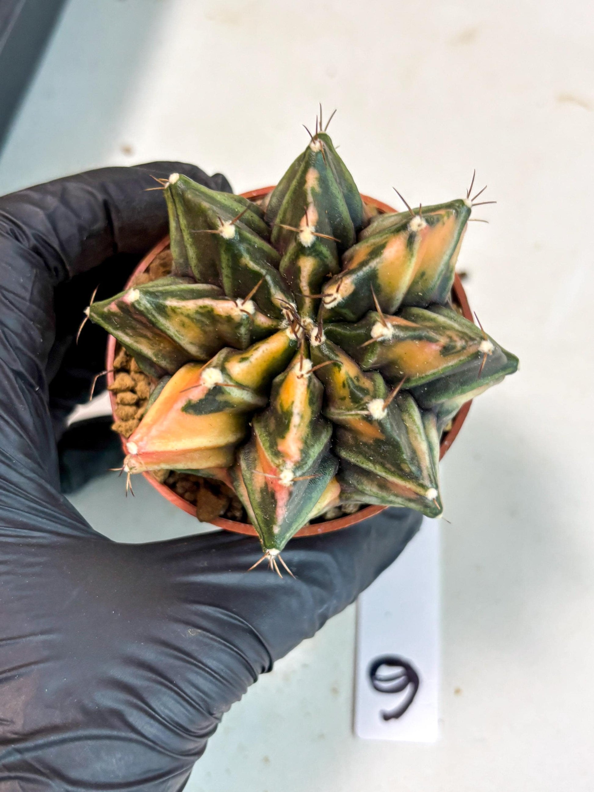 Gymnocalycium Mihanovichii (gy10) (p6) | Imported Plants