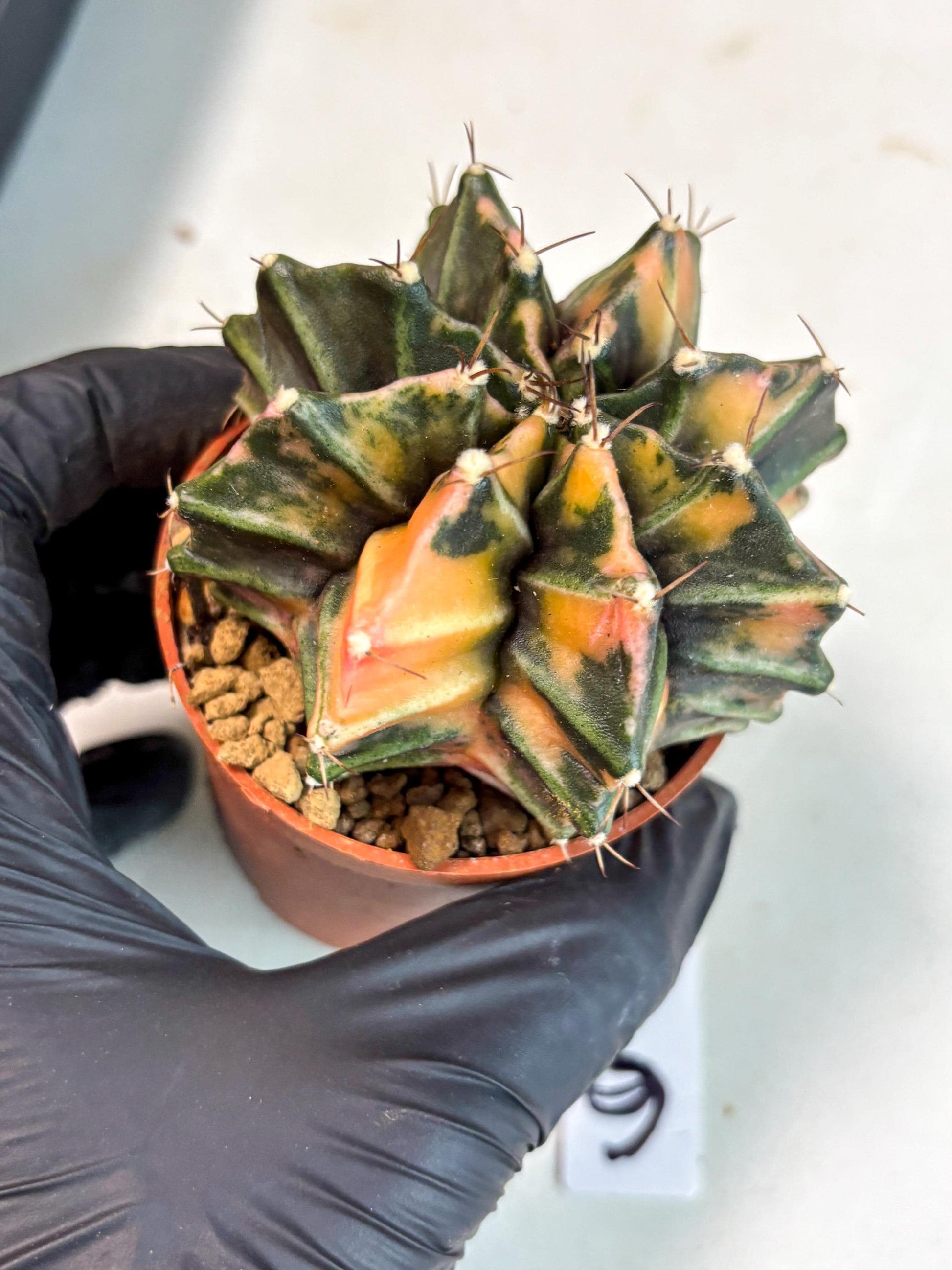 Gymnocalycium Mihanovichii (gy10) (p6) | Imported Plants