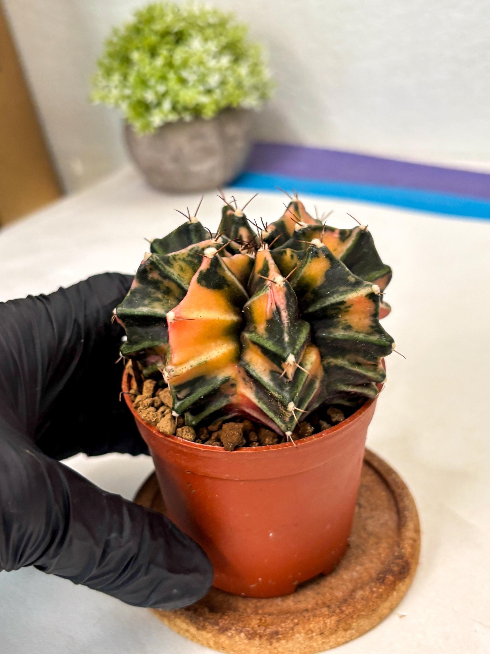 Gymnocalycium Mihanovichii (gy10) (p6) | Imported Plants
