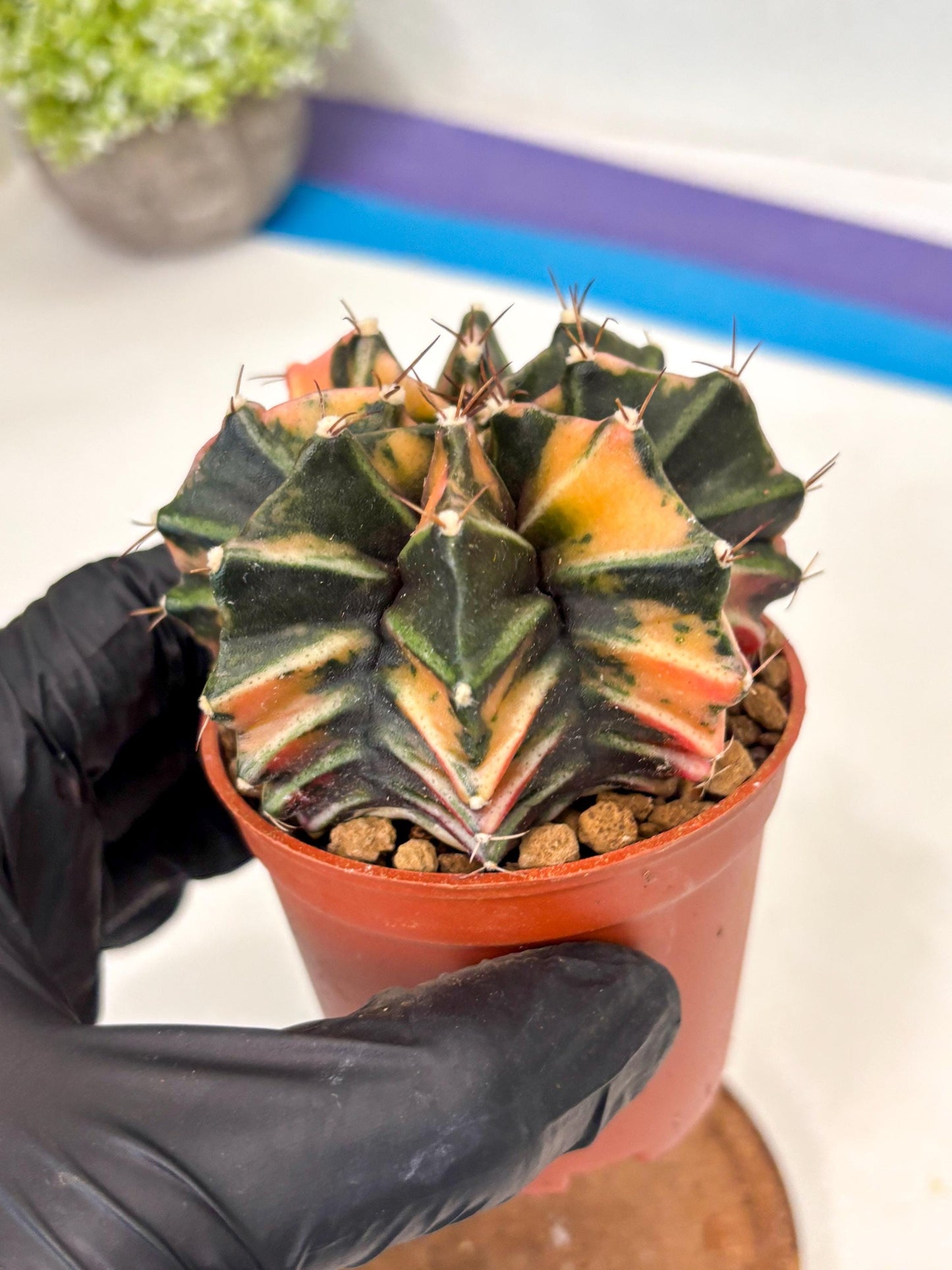Gymnocalycium Mihanovichii (gy10) (p6) | Imported Plants