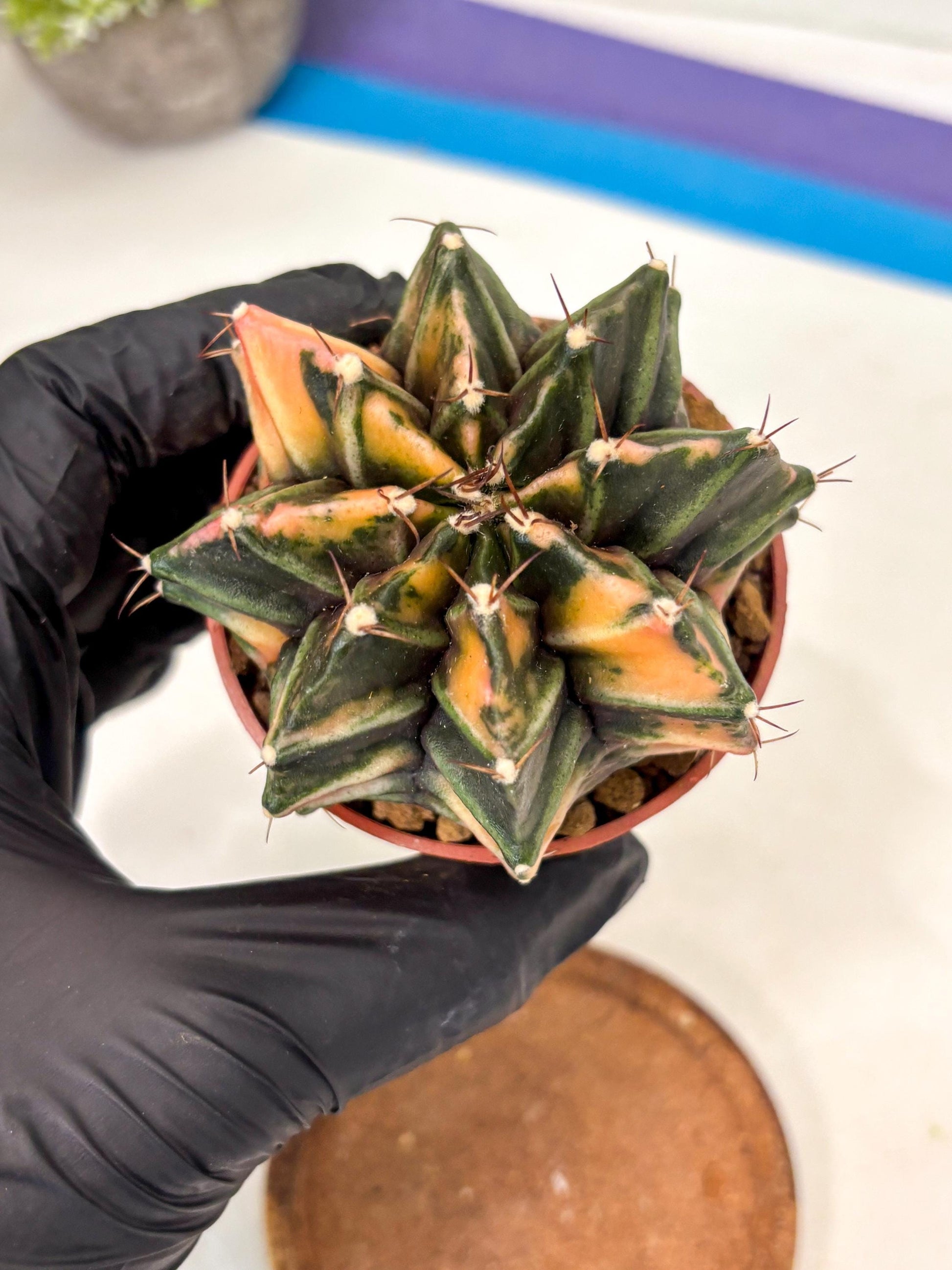 Gymnocalycium Mihanovichii (gy10) (p6) | Imported Plants