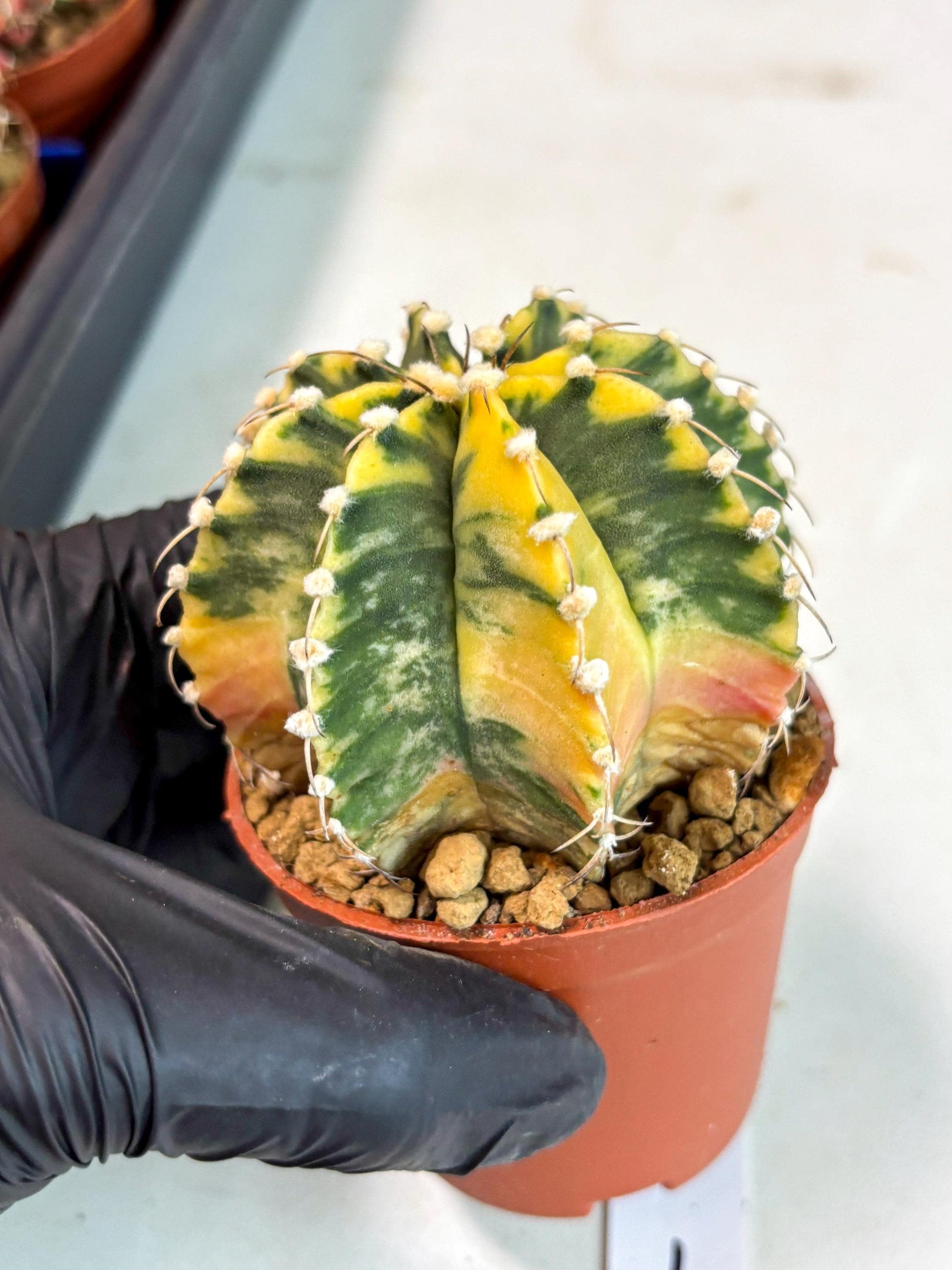 Gymnocalycium Mihanovichii (gy10) (g1) | Imported Plants