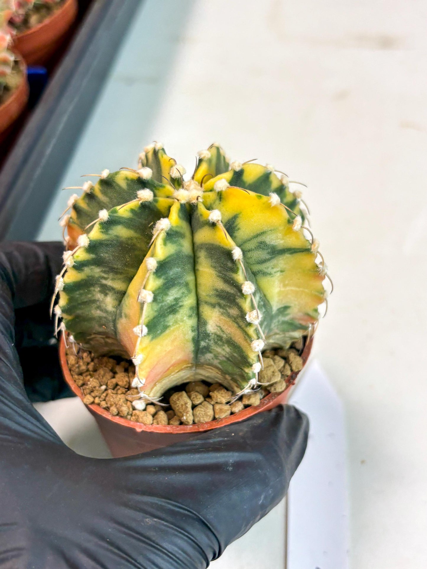 Gymnocalycium Mihanovichii (gy10) (g1) | Imported Plants