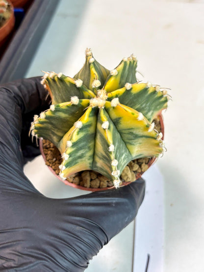 Gymnocalycium Mihanovichii (gy10) (g1) | Imported Plants