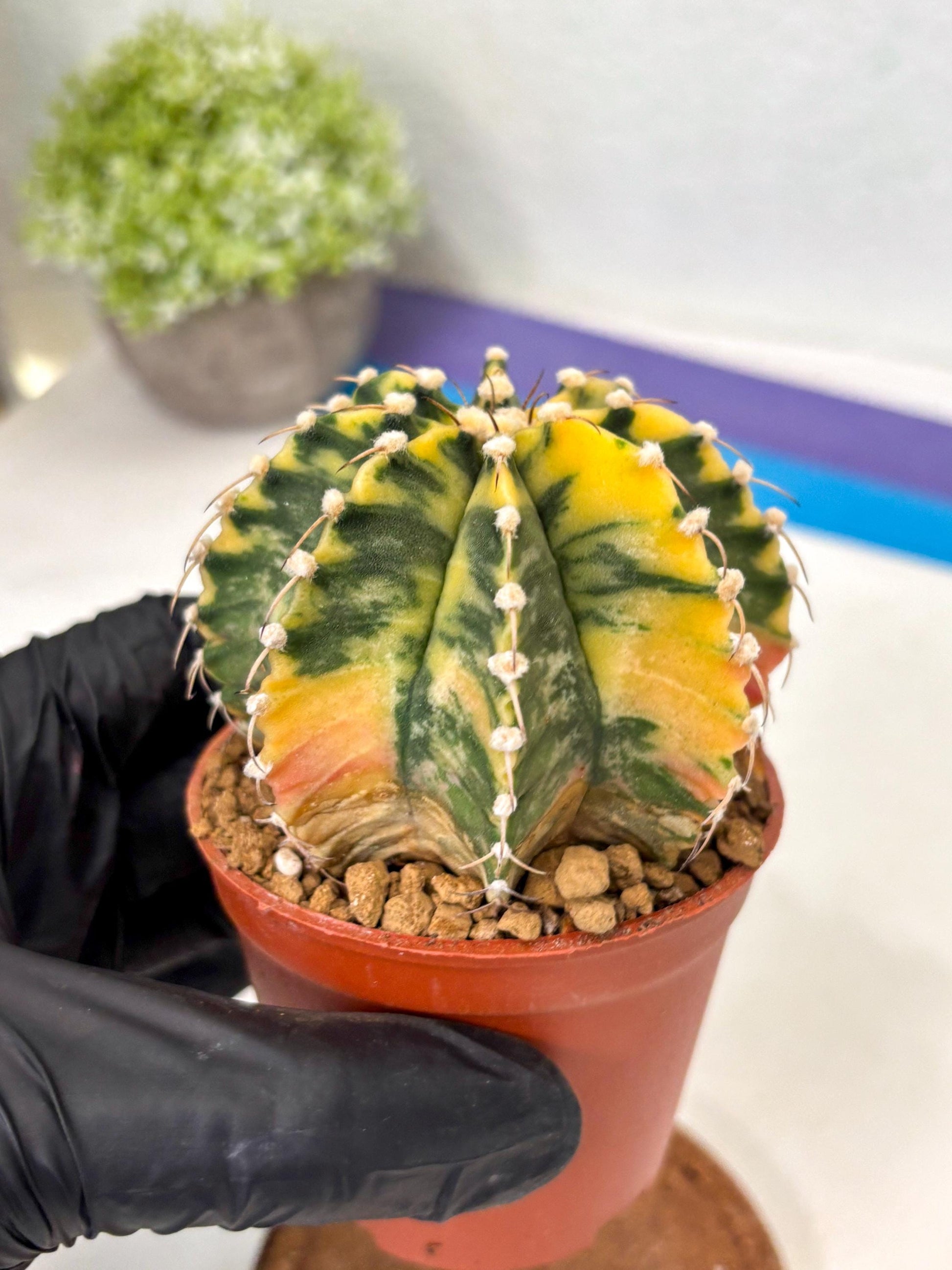 Gymnocalycium Mihanovichii (gy10) (g1) | Imported Plants