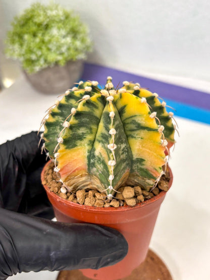 Gymnocalycium Mihanovichii (gy10) (g1) | Imported Plants