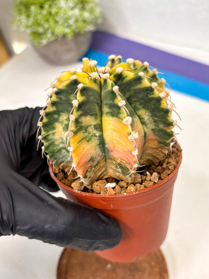 Gymnocalycium Mihanovichii (gy10) (g1) | Imported Plants