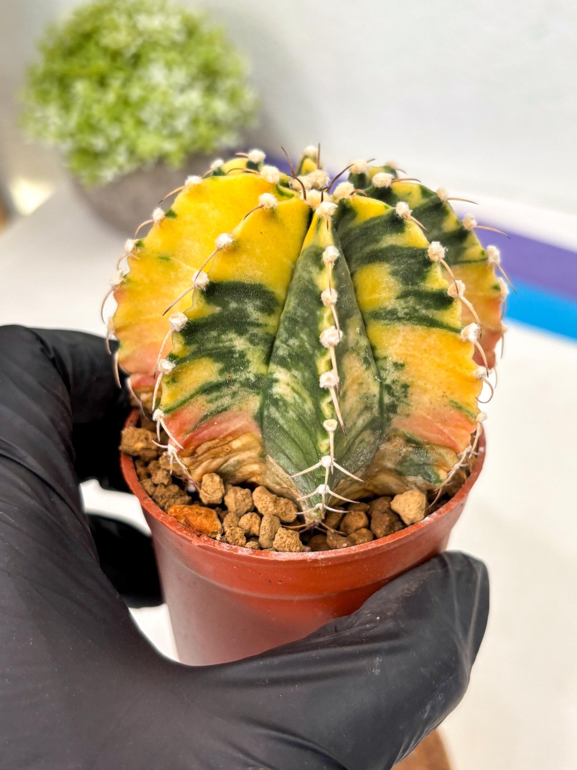 Gymnocalycium Mihanovichii (gy10) (g1) | Imported Plants