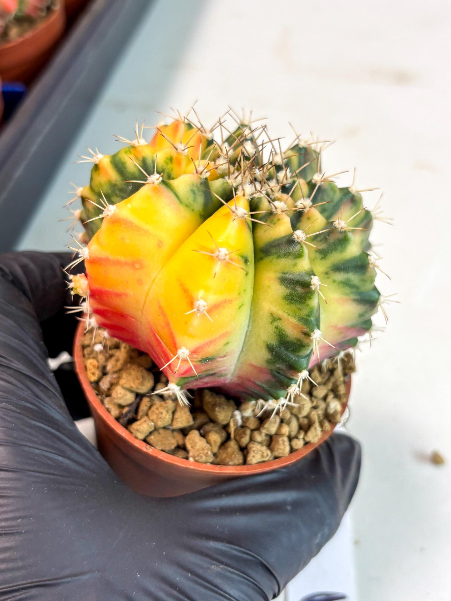 Gymnocalycium Mihanovichii (gy10) (g3) | Imported Plants