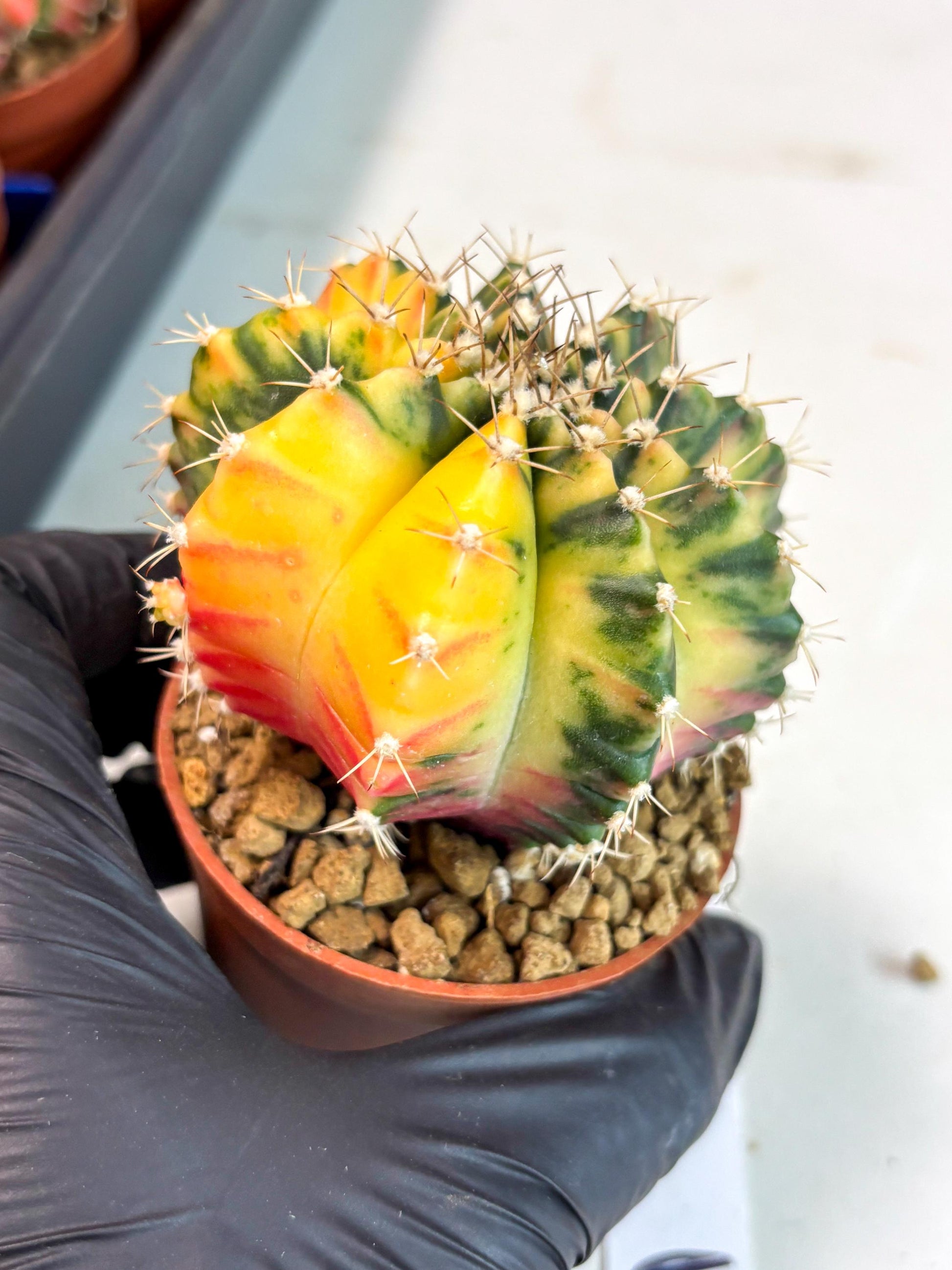 Gymnocalycium Mihanovichii (gy10) (g3) | Imported Plants
