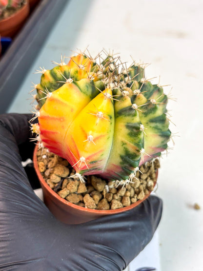 Gymnocalycium Mihanovichii (gy10) (g3) | Imported Plants