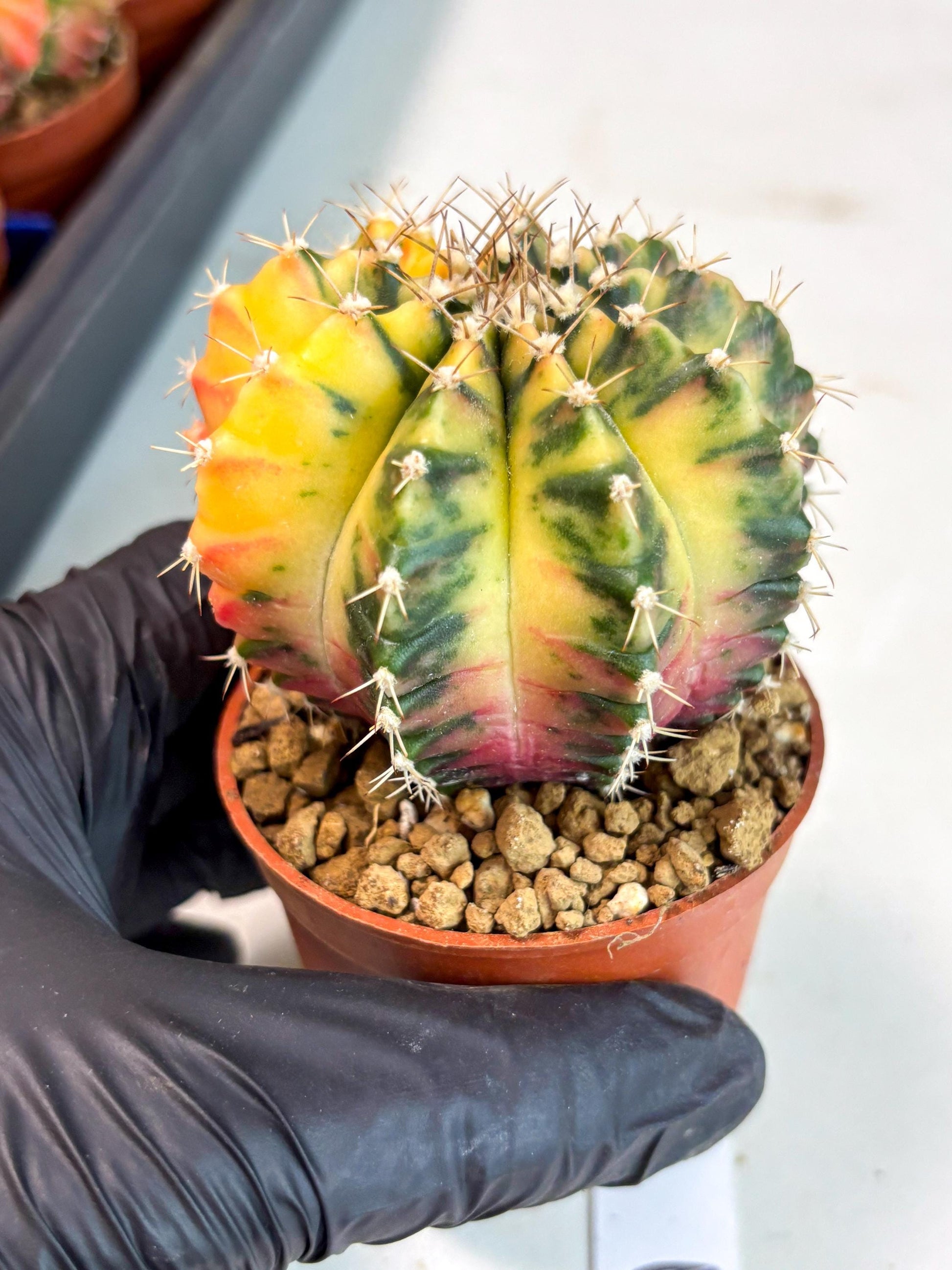 Gymnocalycium Mihanovichii (gy10) (g3) | Imported Plants