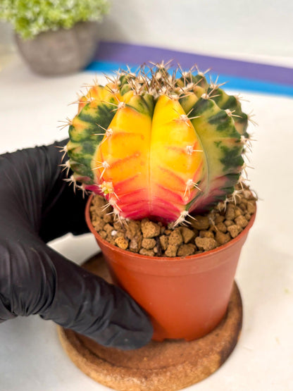 Gymnocalycium Mihanovichii (gy10) (g3) | Imported Plants