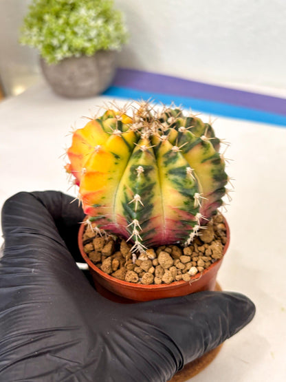 Gymnocalycium Mihanovichii (gy10) (g3) | Imported Plants