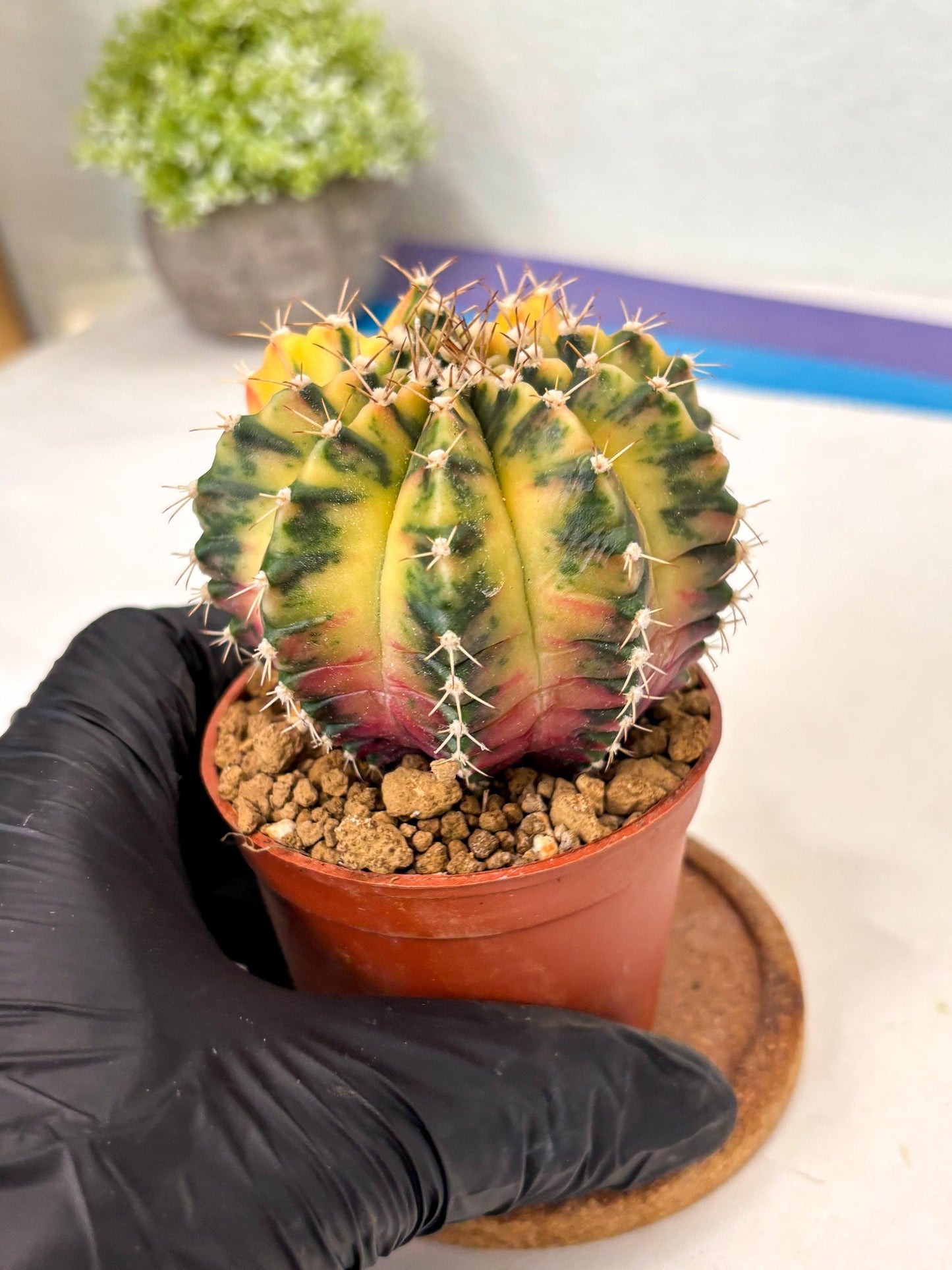 Gymnocalycium Mihanovichii (gy10) (g3) | Imported Plants